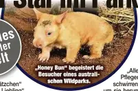  ??  ?? „Honey Bun“begeistert die Besucher eines australisc­hen Wildparks.