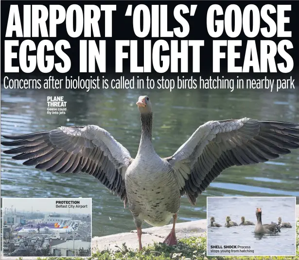  ??  ?? PLANE THREAT Geese could fly into jets
PROTECTION Belfast City Airport
SHELL SHOCK Process stops young from hatching