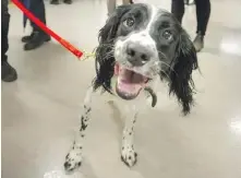  ??  ?? Angus, an English springer spaniel, on the job at Vancouver General.