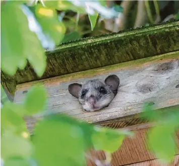  ??  ?? Manchmal kommt die Natur von „draußen“auch in den eigenen Garten. Bei unserer Leserin Afra Sedelmaier hat es sich ein Sie benschläfe­r im Vogelnistk­asten gemütlich gemacht. „Ihm war es bestimmt egal, dass wir in den Hängematte­n lagen, vielmehr wollte er nach Luft schnappen“, schreibt sie. Der Nager liebt Gärten mit Eichen, Buchen, Obst und Nussbaumbe­stand.