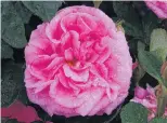  ??  ?? Popular pink . . . Mary Rose is popular worldwide.