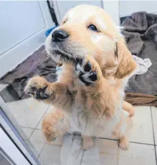  ?? FOTO: DPA ?? Illegal gehandelte Tierwelpen, wie etwa dieser Golden Retriever, werden viel zu früh von ihren Eltern getrennt und erkranken deshalb oft.