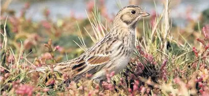  ??  ?? ●●Lapland bunting