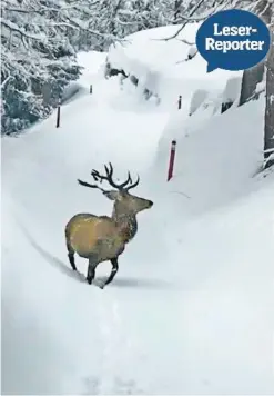  ??  ?? Beda Biert hat das Foto am Samstag in Samedan geschossen.