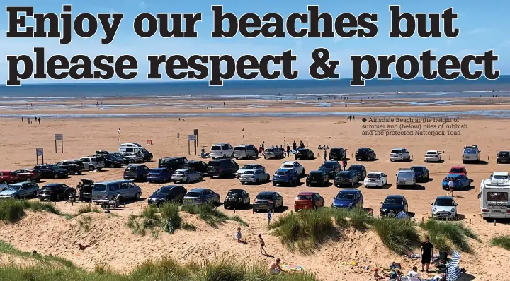  ?? ?? Ainsdale Beach at the height of summer and (below) piles of rubbish and the protected Natterjack Toad