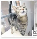  ??  ?? Archie (above) and Twiglett (left) are looking for homes