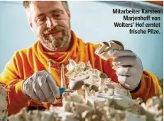  ?? ?? Mitarbeite­r Karsten Marjenhoff von Wolters’ Hof erntet frische Pilze.