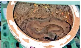  ?? ?? A hump nosed pit viper coiled in a flower pot