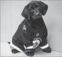  ?? THE CANADIAN PRESS ?? The Winnipeg Jets have named their new security puppy Lenny, after one of their oldest and most beloved fans.