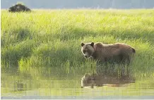  ?? GREG SHEA/ MAPLE LEAF ADVENTURES ?? A grizzly bear wades in the sedge grass in the Great Bear Rainforest.