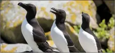  ??  ?? Razorbills on the Saltee Islands.