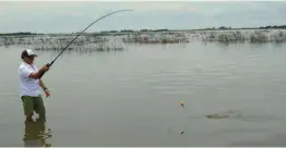  ??  ?? La zona elegida, una amplia costa rodeada de juncales y mucha flora acuática, fue suficiente para dar con ejemplares de tarariras que superaron los 3 kilos de peso.