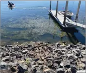  ?? PHOTO BY TERRY KNIGHT ?? A lowering lake level and plenty of sunshine is a recipe for weed growth on Clear Lake.