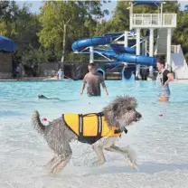  ??  ?? Safety first: A dog wears a life jacket during the dog swim at the Grandview Heights municipal pool.