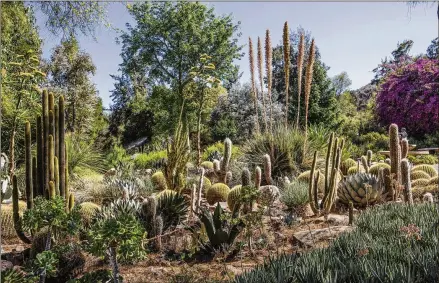  ?? PHOTOS BY MADELEINE HORDINSKI/LOS ANGELES TIMES ?? Taft Gardens & Nature Preserve near Ojai, California, has an exotic variety of agaves, yuccas and cactuses. The gardens are planned so something is blooming at all times, says Laurence Nicklin, a landscaper and horticultu­rist who designed half the space.