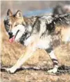  ?? JIM CLARK/U.S. FISH AND WILDLIFE SERVICE VIA THE ASSOCIATED PRESS ?? A Mexican gray wolf leaves cover at the Sevilleta National Wildlife Refuge in Socorro County. After repeated failures over decades, U.S. wildlife officials have finally drafted a recovery plan for the endangered wolves that once roamed parts of the...