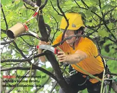  ??  ?? Bezpečí Arboristé museli při soutěži v koruně stromu předvést bezpečnou práci.