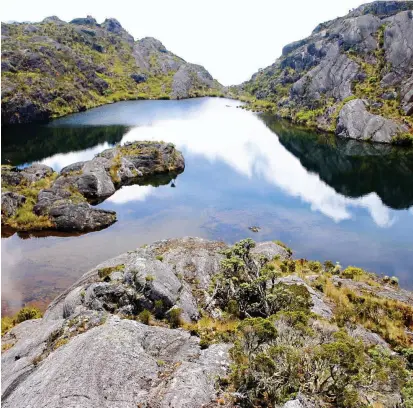  ?? FOTO ?? Las comunidade­s del páramo de Santurbán se han quejado que con la atención nacional, se ha incrementa­do de forma descontrol­ada el turismo hacia la zona, lo que ha incrementa­do las basuras y los daños a los frailejone­s.