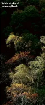  ??  ?? Subtle shades of autumnal birch