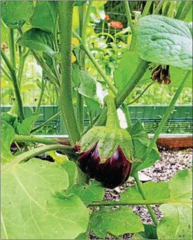  ?? EMILY RYAN — FOR DIGITAL FIRST MEDIA ?? Eggplant grows in a backyard garden.