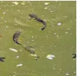  ?? FOTO: HEILEMANN ?? Viele Fische sind im Moment vor allem an der Wasserober­fläche der Donau unterwegs.