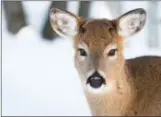  ?? FOTO: PRESSEBILD­E ?? Rådyrene får julefred fra jegere i julen.