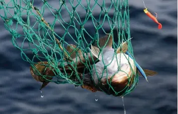  ?? Foto: Bernd Wüstneck, dpa ?? Am Nachhaltig­keitssiege­l MSC für Fischfang gibt es Kritik.