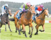  ?? Photo / Race Images ?? Pimlico will contest the Barfoot & Thompson 1500 at Ellerslie tomorrow.