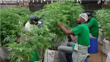  ?? ?? Invegrow has managed to start growing cannabis at a nursery.