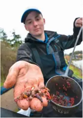  ??  ?? A mush of chopped worm, maggot and casters was potted in down the track to tempt perch