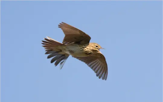  ?? ?? NINE: Tree Pipit (Griendtsve­en, The Netherland­s, 7 May 2008). This song-flighting Tree Pipit shows the typically rather triangular wing shape, a function of broad wing bases. Other features visible here include a clear contrast between the bold breast streaking and sparsely and finely streaked flanks, and a golden-yellow wash across the face and breast.