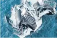  ??  ?? Humpback whales feed on Antarctic krill