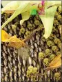  ?? (JESSICA DAMIANO VIA AP) ?? This image provided by Jessica Damiano shows seeds emerging from a faded sunflower head on Sept. 26, 2020, in Northport, N.Y.