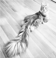  ??  ?? Cygnus featured in the 2018 Guinness Book of Records for having the ‘longest tail on a domestic cat’.