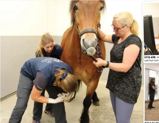  ?? FOTO: HEGE HELLSTRÖM ?? TEAMWORK. Veterniär Cecilia Ekeberg, veterinära­ssistent Åsa Joshed och hästägaren Lena Moseley hjälps åt med patienten Dagge, 11 år.