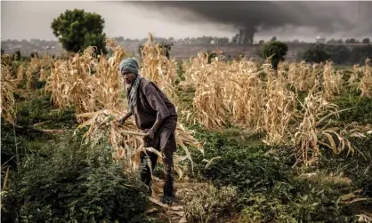  ??  ?? A farm on the outskirts of Sokoto, northern Nigeria. Climate shocks have damaged agricultur­al yields. Photograph: Luis Tato/AFP via Getty