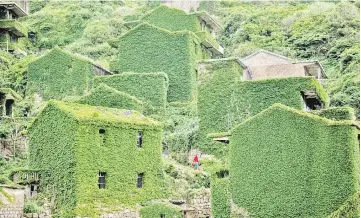  ??  ?? This picture shows a villager walking between abandoned houses covered with overgrown vegetation in Houtouwan on Shengshan island, China’s eastern Zhejiang province. — AFP photos