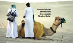  ?? ?? A camel sits in the sand between tour groups in Mesaieed, Qatar. but when I arrived, I saw a typical tourist point.” Soon after, Corigliano and a group of friends looked for a dune buggy to race into the desert. — AFP