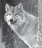  ?? ASSOCIATED PRESS ?? The Natural Resources Board's action on Wisconsin's wolf hunting quota will likely to draw a legal challenge.