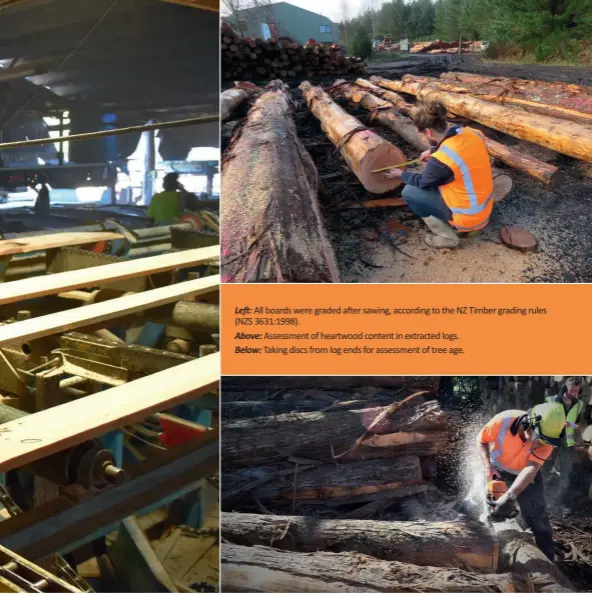  ??  ?? Left: All boards were graded after sawing, according to the NZ Timber grading rules (NZS 3631:1998).
Above: Assessment of heartwood content in extracted logs.
Below: Taking discs from log ends for assessment of tree age.