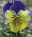  ?? BARRIE W.S. MURDOCK ?? This pansy with "whiskers" reminds Sonia Day of her cat when she’s about to sing for her supper.