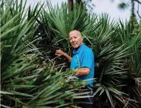  ??  ?? Mike Baker, a longtime harvester and collector of palmetto berries, built his own collection facility in Indiantown, Florida. Photograph: Rose Marie Cromwell/The Guardian