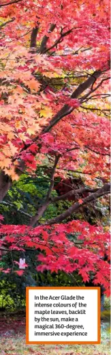  ??  ?? In the Acer Glade the intense colours of the maple leaves, backlit by the sun, make a magical 360-degree, immersive experience