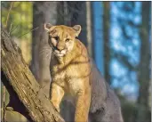  ?? PHOTO COURTESY OF SANTA CLARA VALLEY OPEN SPACE AUTHORITY ?? A mountain lion is seen in the Coyote Valley in an undated photo in San Jose.