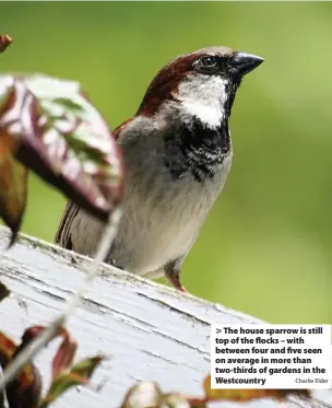  ?? Charlie Elder ?? > The house sparrow is still top of the flocks – with between four and five seen on average in more than two-thirds of gardens in the Westcountr­y