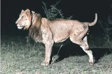  ?? NYT ?? Jacob, a lion who lost a limb in a poacher’s trap in 2020.