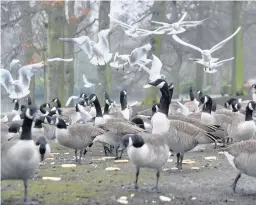  ??  ?? > Canadian geese have invaded Swanshurst Park, in Birmingham