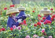  ?? PROVIDED TO CHINA DAILY ?? Farmers of the Li ethnic group trim plants at the rose valley in Sanya, Hainan province.