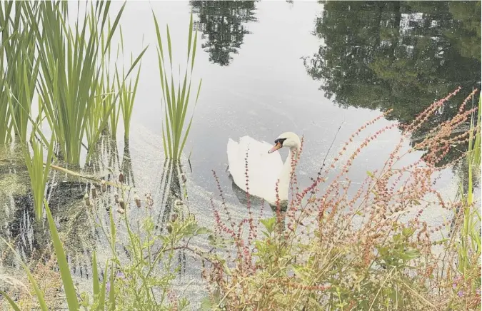  ??  ?? 0 Lorna Donaldson of Causewayhe­ad, Stirling, was struck by how the colour of the flora and the beak of this swan at Stirling’s Airthrey Loch match