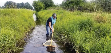  ?? FOTO: NABU WILLICH ?? Nabu-Naturtrain­erin Maria Pimpertz freut sich über die Vielfalt an Leben im Flöthbach.